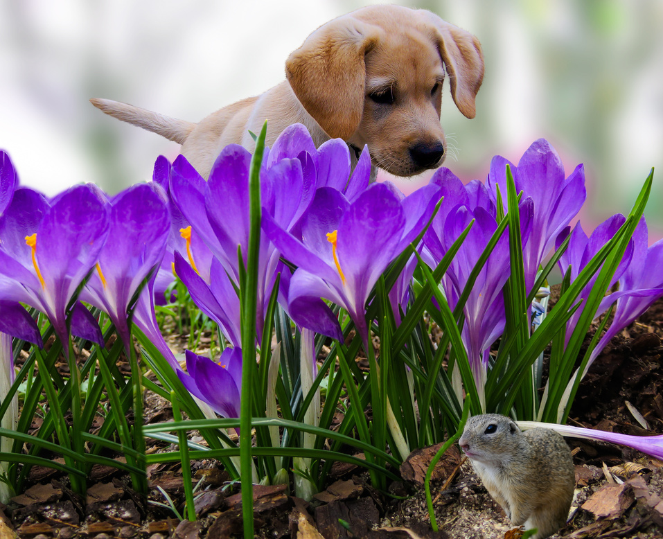 Puppy and Plants